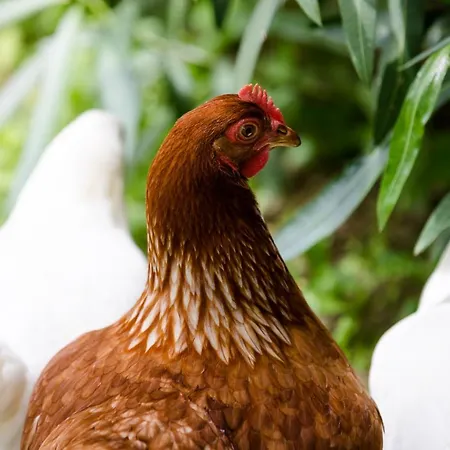 Palazzo Ciannelli شقة ايسكيا