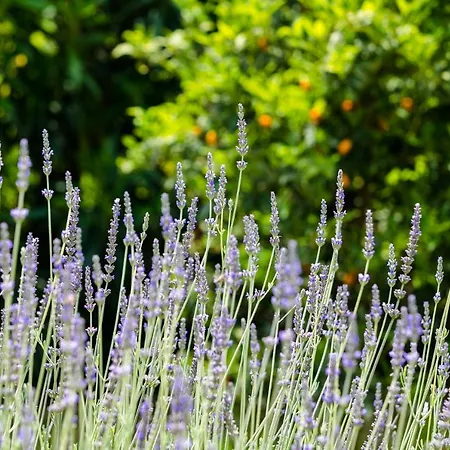 شقة Palazzo Ciannelli ايسكيا